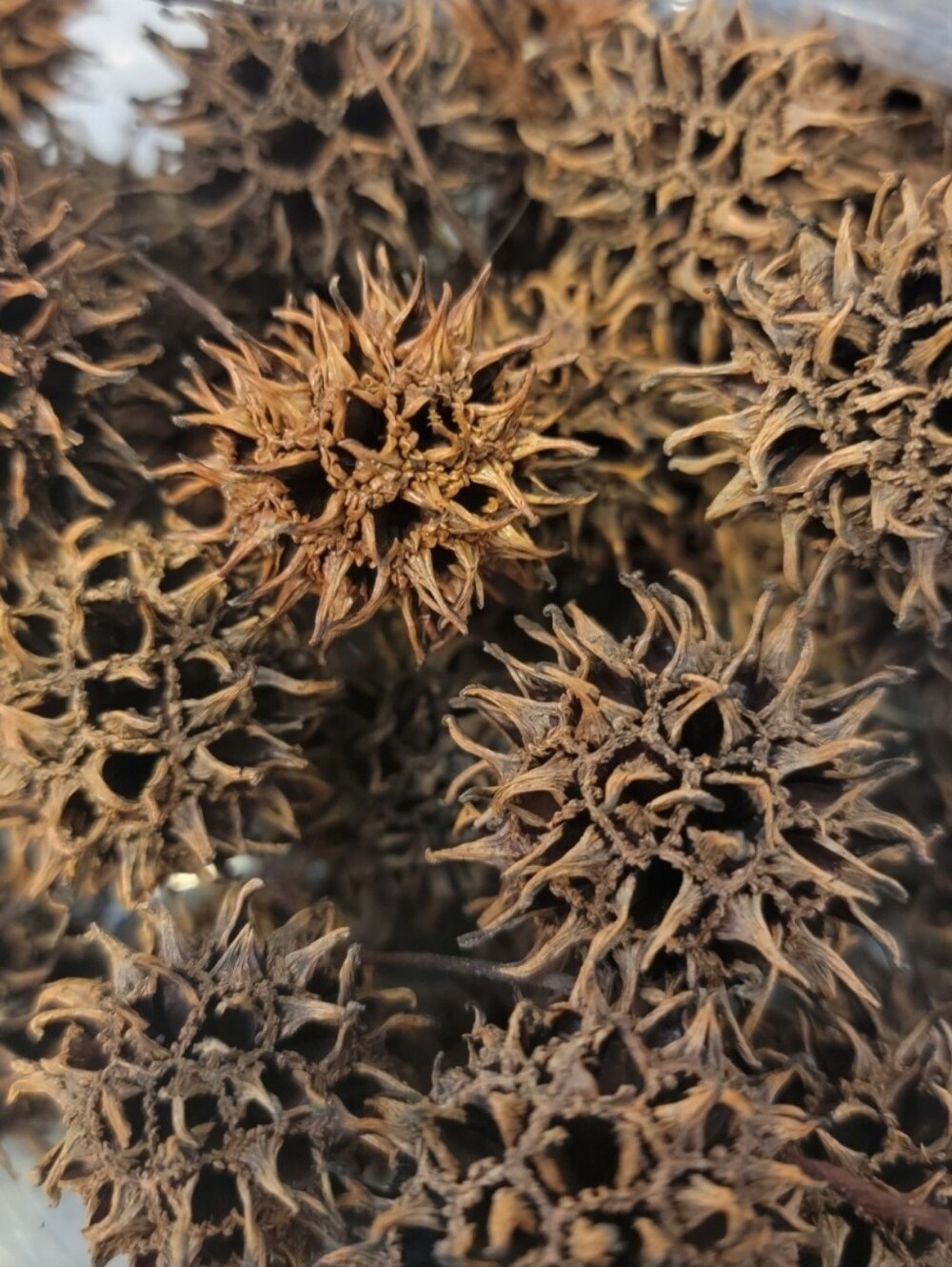 165 Sweet Gum Balls Witch's Burrs  Cleaned & Dried Crafts Terrarium Spiky Balls